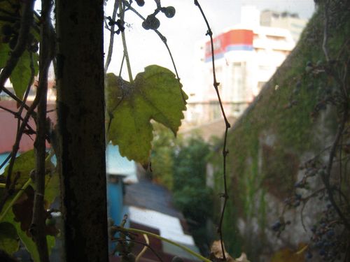 IMG_3684 IMG_3684