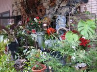 IMG_4496 IMG_4496