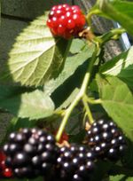 IMG_4581 IMG_4581